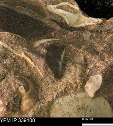 undet. Bivalvia