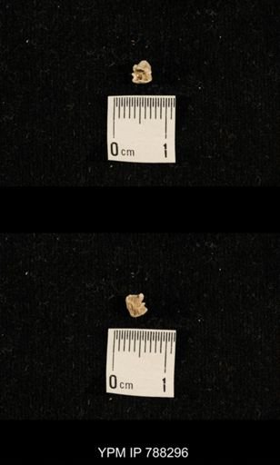 taxon undetermined