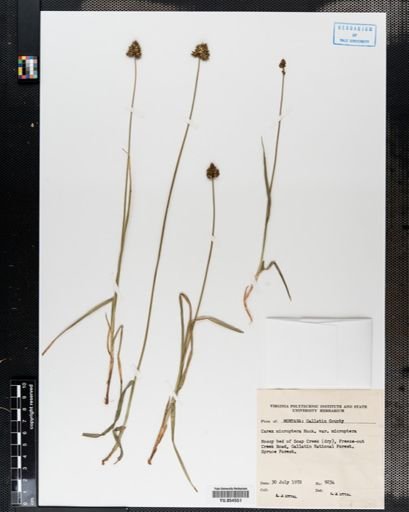 Carex microptera
