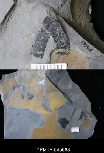 undet. Eurypterida