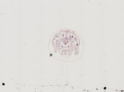 Prenolepis imparis