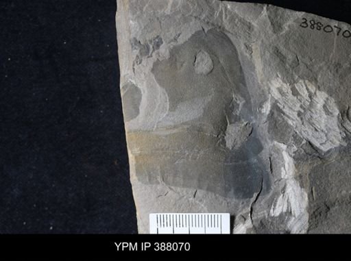 Eurypterus sp.