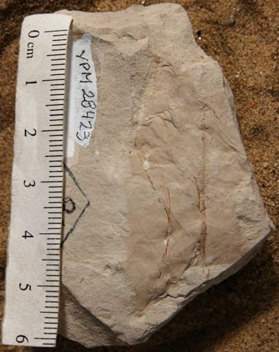 Castanea spokanensis