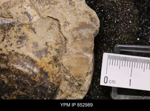 Inoceramus sp.