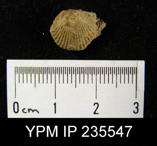 Hustedia sp.
