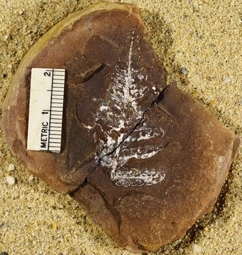 Pecopteris sp.