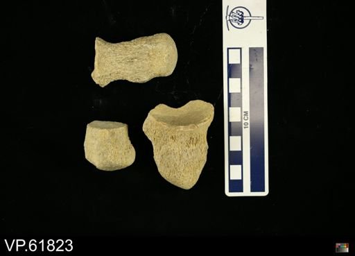 undet. Mosasauridae
