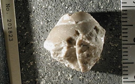 Euconia grandis