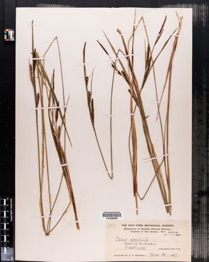 Carex aquatilis