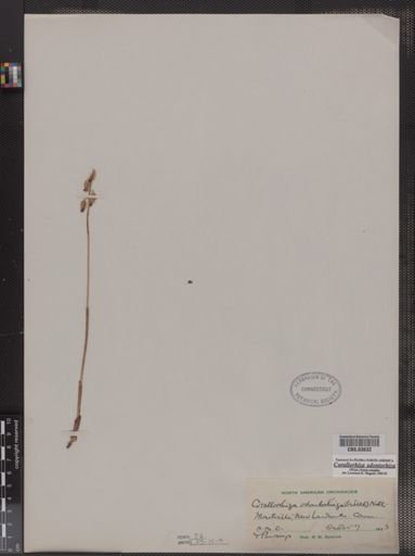 Corallorhiza odontorhiza