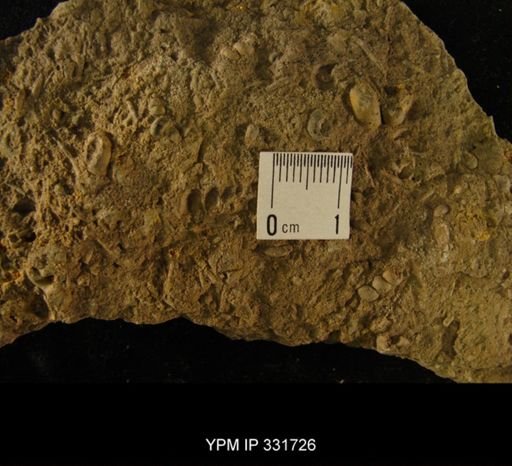Hormotoma gracilis