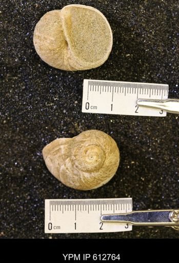Vanikoropsis sp.