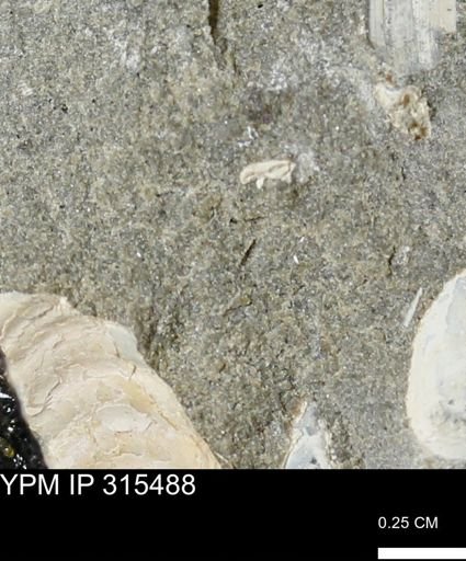 undet. Mollusca