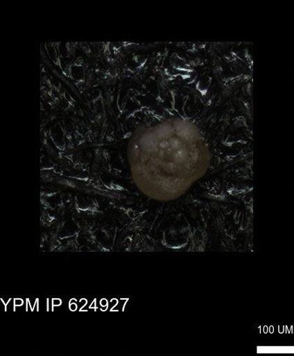 undet. Foraminiferida