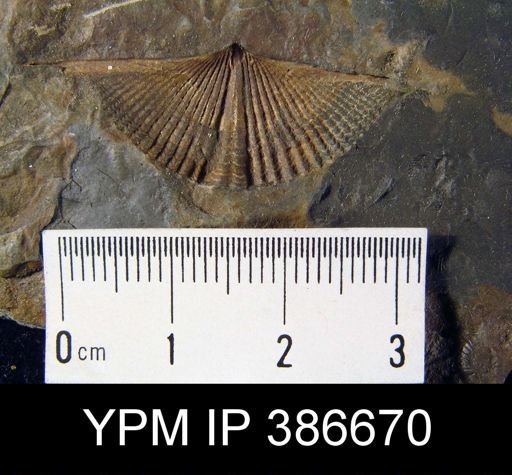 Mucrospirifer sp.