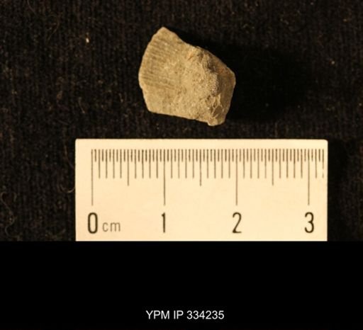 Agelacrinites pileus