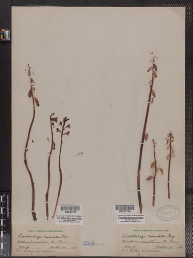 Corallorrhiza