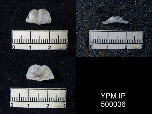 Chonetina flemingi