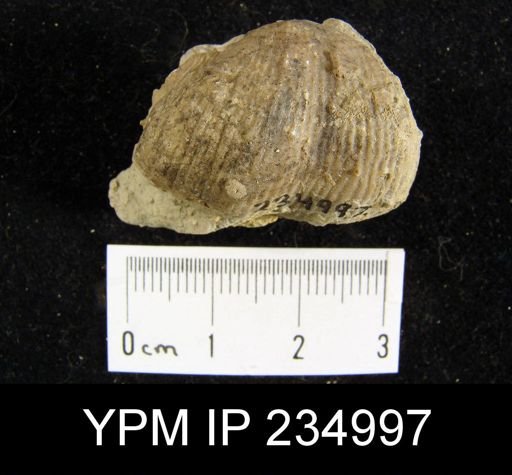 Marginifera lasallensis