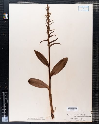 Habenaria viridis