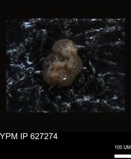 undet. Foraminiferida