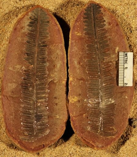 Pecopteris