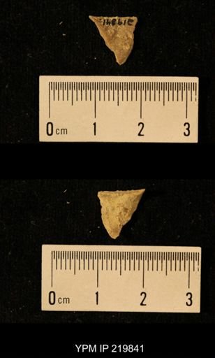 Chonetes granulifer