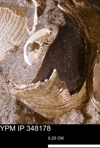 undet. Bivalvia
