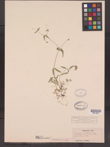 Stellaria calycantha