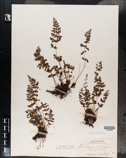 Cystopteris fragilis