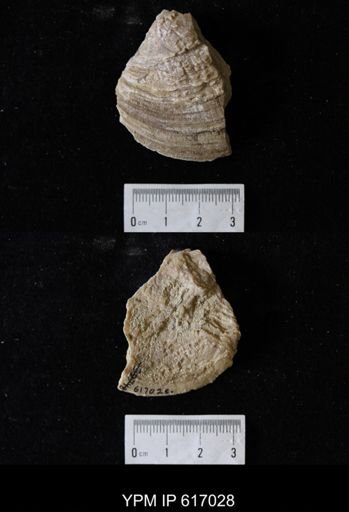 Proparreysia sp.
