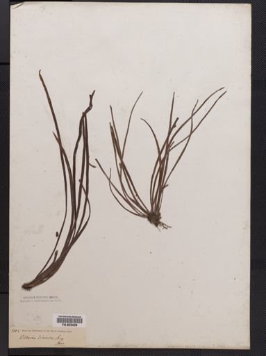 Vittaria