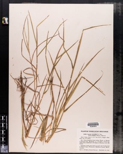 Leersia oryzoides