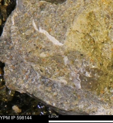 Limopsis striatopunctatus