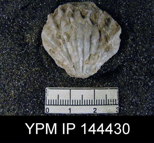 Streptorhynchus (Kiangsiella) pectiniformis