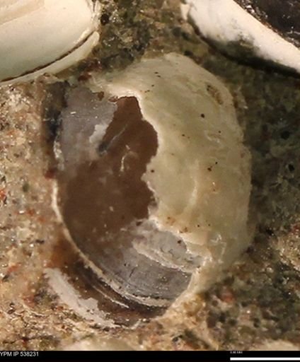 Corbulamella gregaria