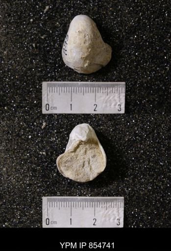 Gryphea washitaensis