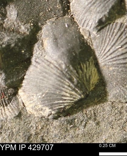 Devonochonetes sp.