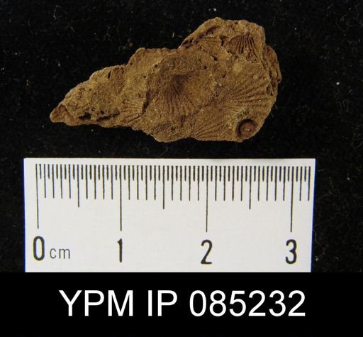 Coelospira hemispherica