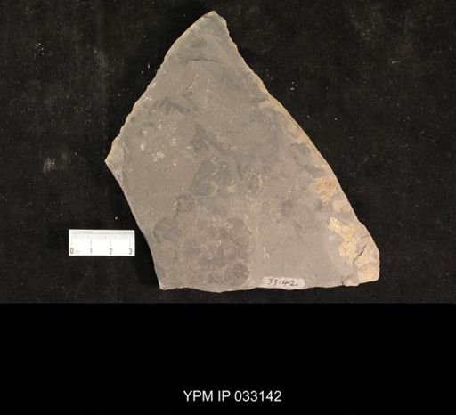 Mormolucoides articulatus