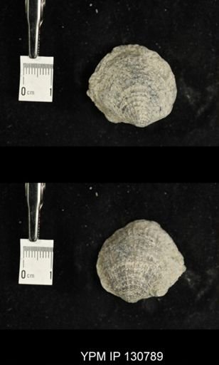 Spinatrypa spinosa