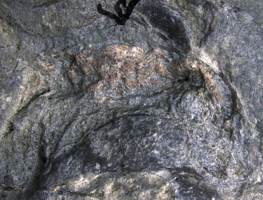 Aplocoma damesii