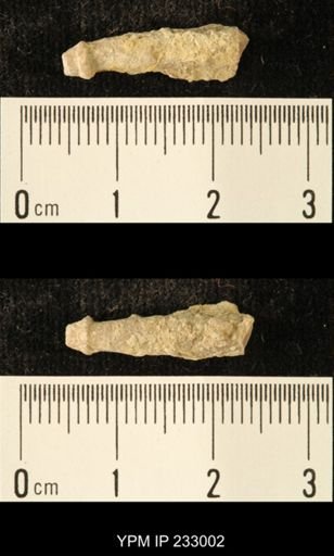 Archaeocidaris sp.