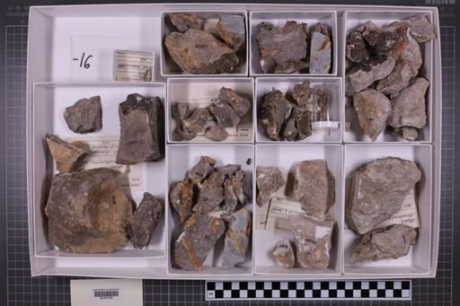 mixed taxa, stratigraphic collection