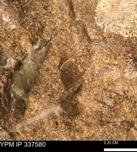 undet. Mollusca