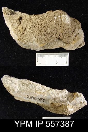 Syringothyris sp.