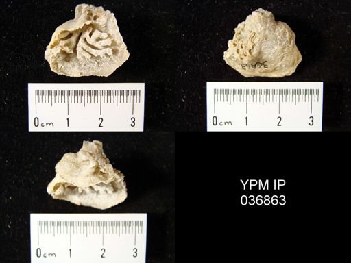 Leptodus nobilis americanus