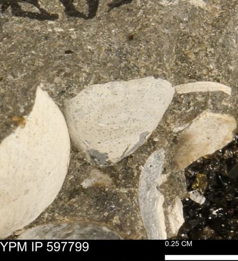 Limopsis striatopunctatus