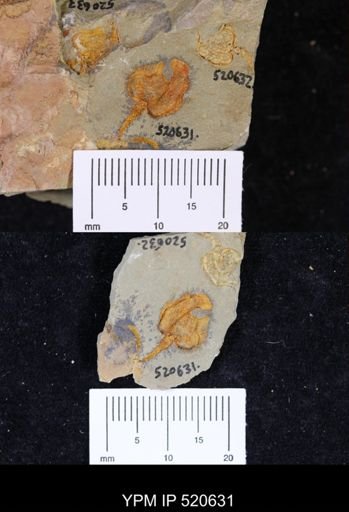 Chauvelicystis sp.