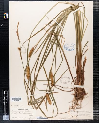 Carex vesicaria